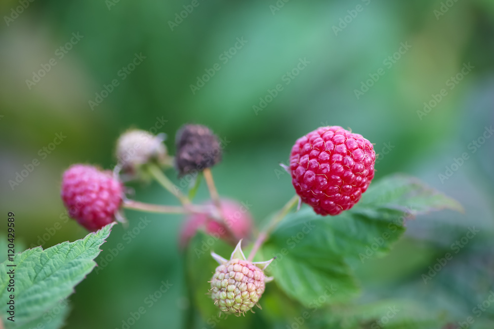 Raspberries macro on a branch in the garden. Raspberries macro on a branch in the garden.
