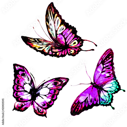 Wallpaper Mural butterfly,watercolor, isolated on a white Torontodigital.ca
