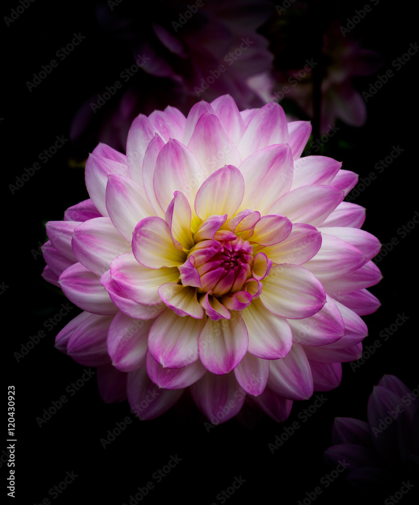 Obraz premium Single magenta and white decorative dahlia