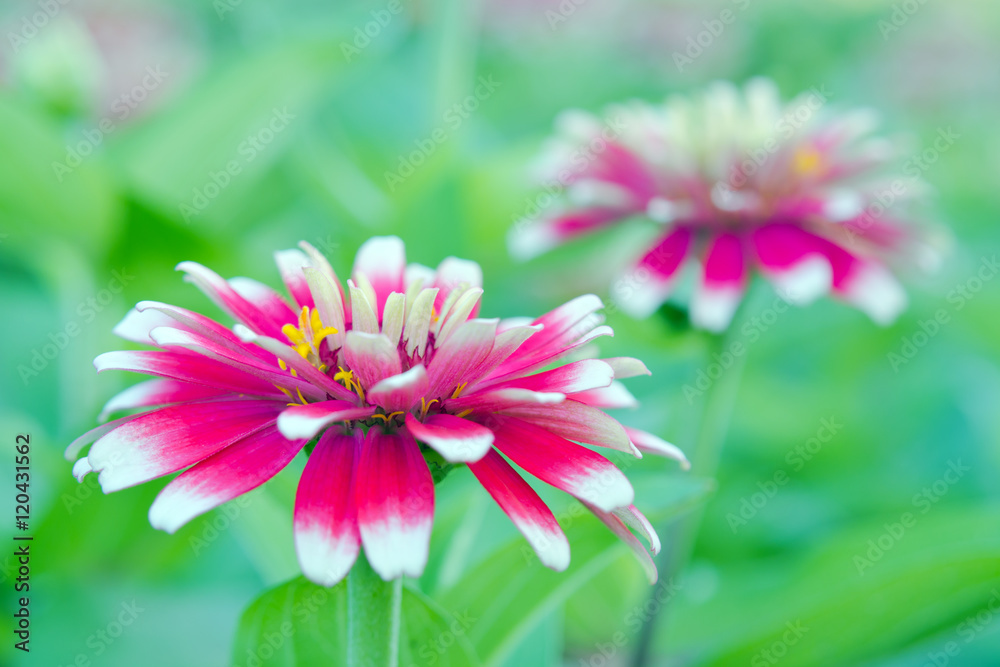 Obraz premium White and red hybrid Aster flower in Bangkok Thailand