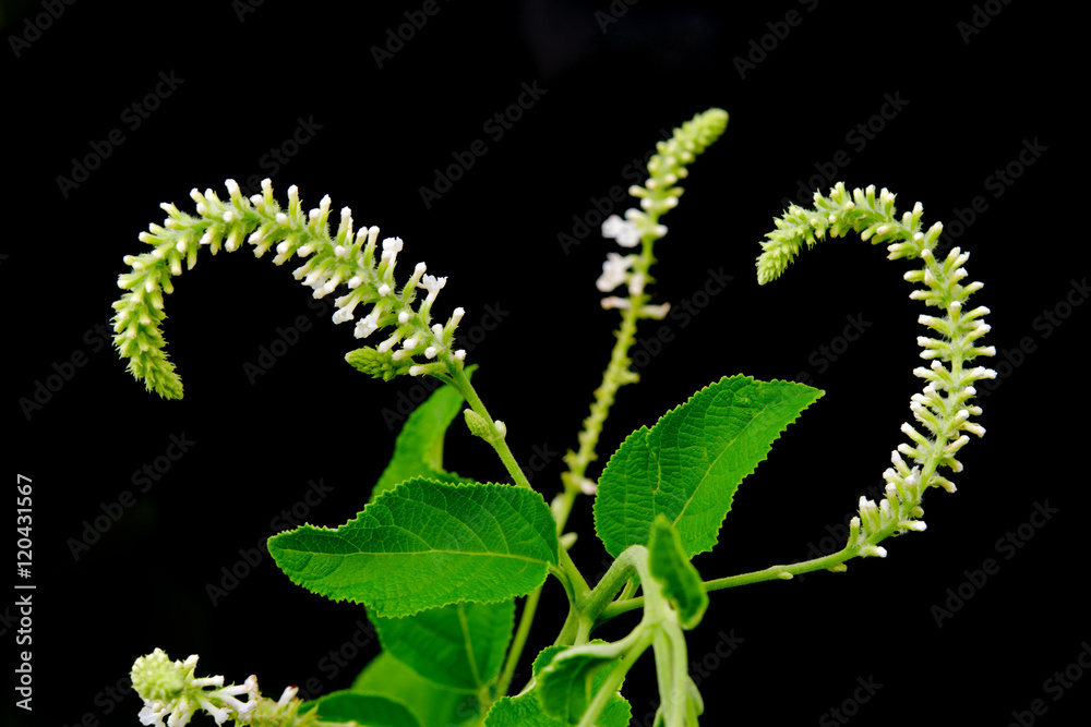Butterfly bush white flower isolated on black background Butterfly bush white flower isolated on black background