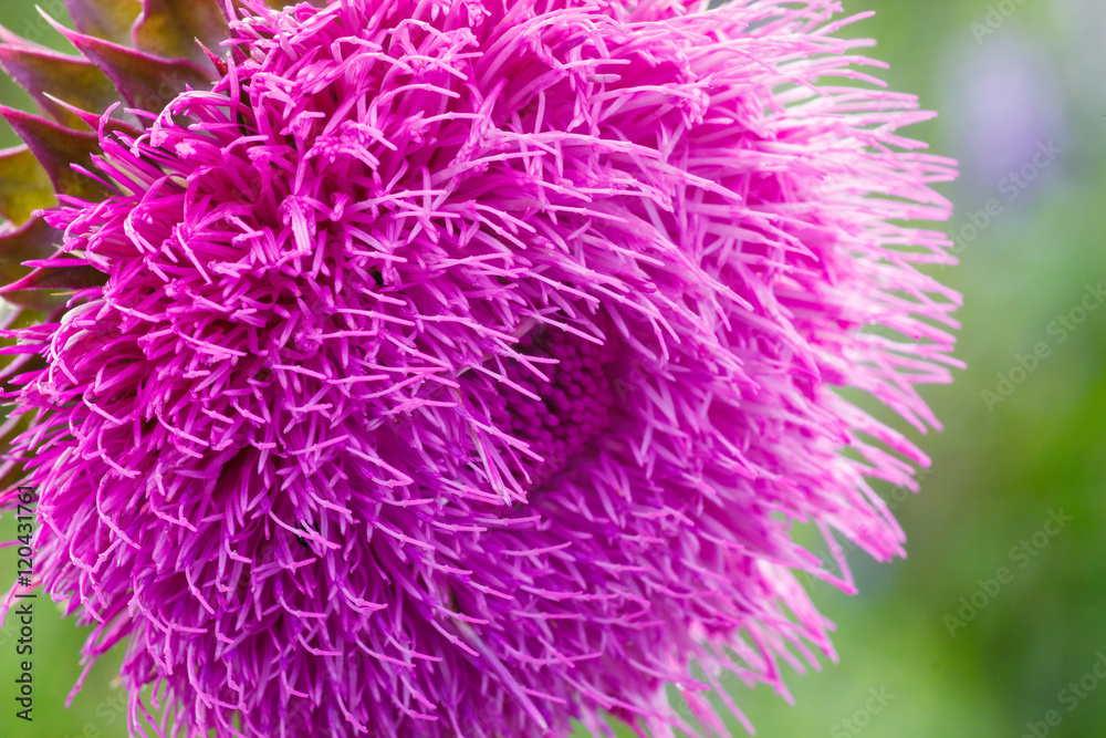 close-up of a thistle flower in bloom in the field. Backlight. Shallow depth of field. Milk Thistle plant (Silybum marianum) herbal remedy. Scotch thistle, Cardus marianus, Blessed milk thistle close-up of a thistle flower in bloom in the field. Backlight. Shallow depth of field. Milk Thistle plant (Silybum marianum) herbal remedy. Scotch thistle, Cardus marianus, Blessed milk thistle