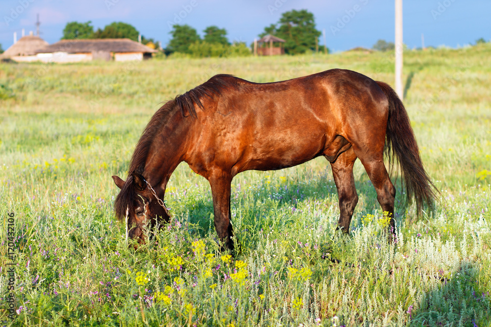Fototapeta premium Brown horse grazing on a leash, horse in the field at the evening