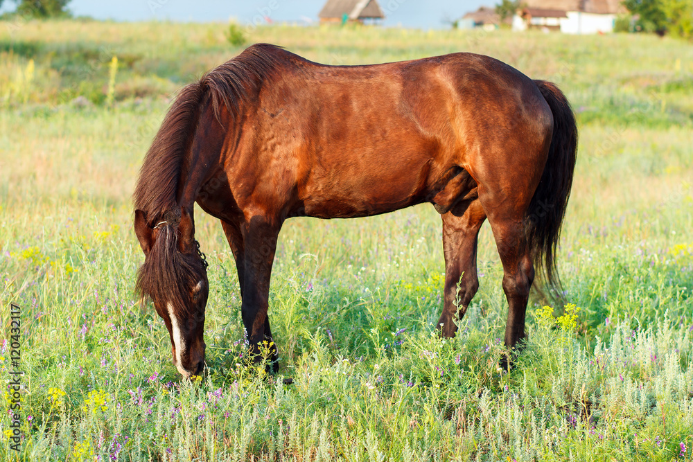 Brown horse grazing on a leash, horse in the field at the evening Brown horse grazing on a leash, horse in the field at the evening