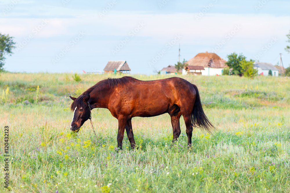 Brown horse grazing on a leash, horse in the field at the evening Brown horse grazing on a leash, horse in the field at the evening