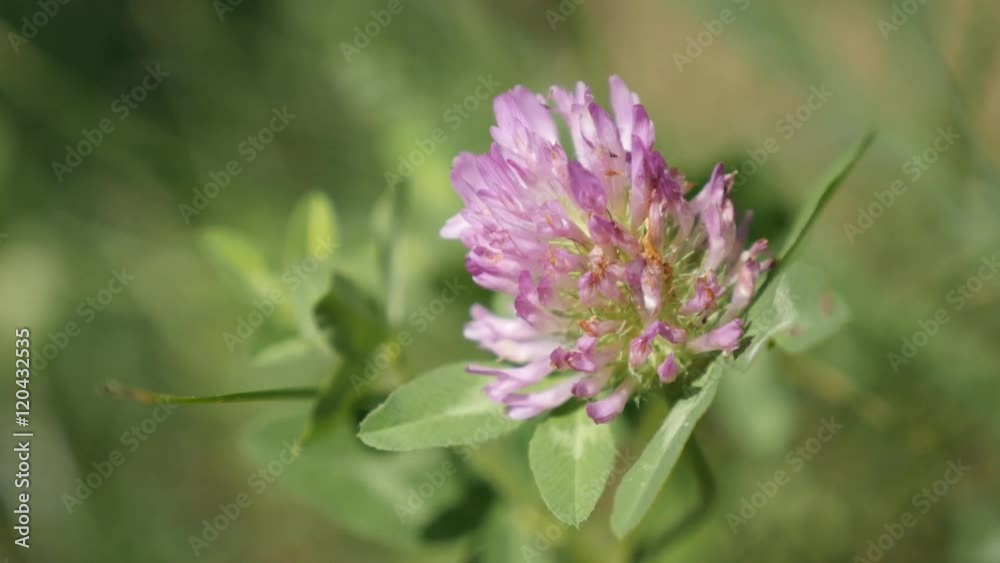 Herbaceous red clover specie plant in the field 4K 2160p 30fps UltraHD footage - Trifolium pratense purple flower hidden in grass 3840X2160 UHD video Herbaceous red clover specie plant in the field 4K 2160p 30fps UltraHD footage - Trifolium pratense purple flower hidden in grass 3840X2160 UHD video