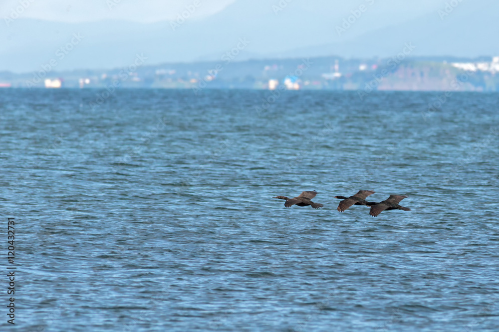 Fototapeta premium Flock of pelagic cormorant flying over Pacific Ocean.