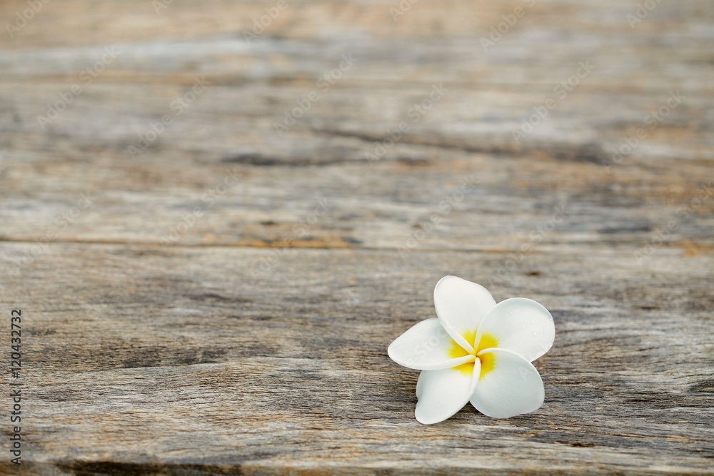 Obraz premium Frangipani flower on wooden table