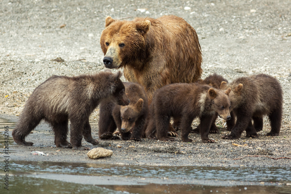 Brown bear with cubs on the shore of Kurile Lake. Brown bear with cubs on the shore of Kurile Lake.