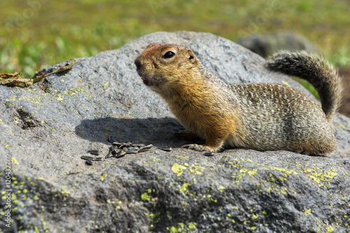 Arctic ground squirrel eating seeds on rock. Kamchatka.