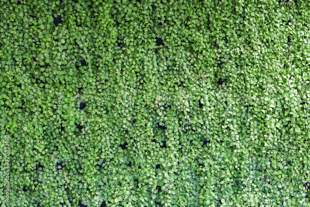 Vine Branch on wall background Vine Branch on wall background