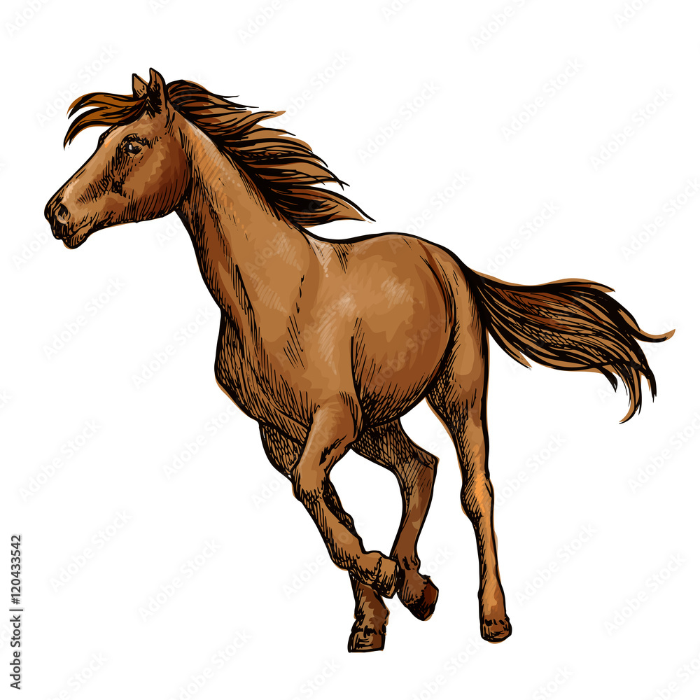 Fototapeta premium Running horse sketch with brown racehorse