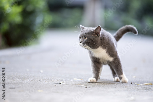 The gray shorthair cat