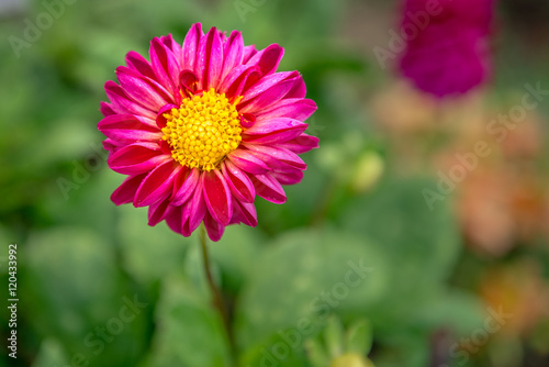 Close-up of Beautiful flower © mr_gateway