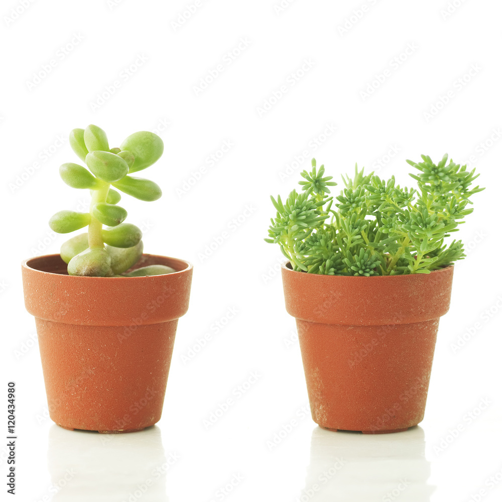 succulent plants in small pots, white background succulent plants in small pots, white background