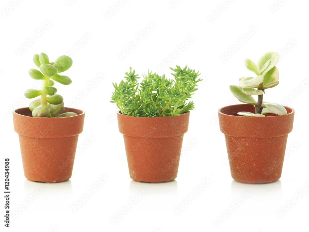succulent plants in small pots, white background