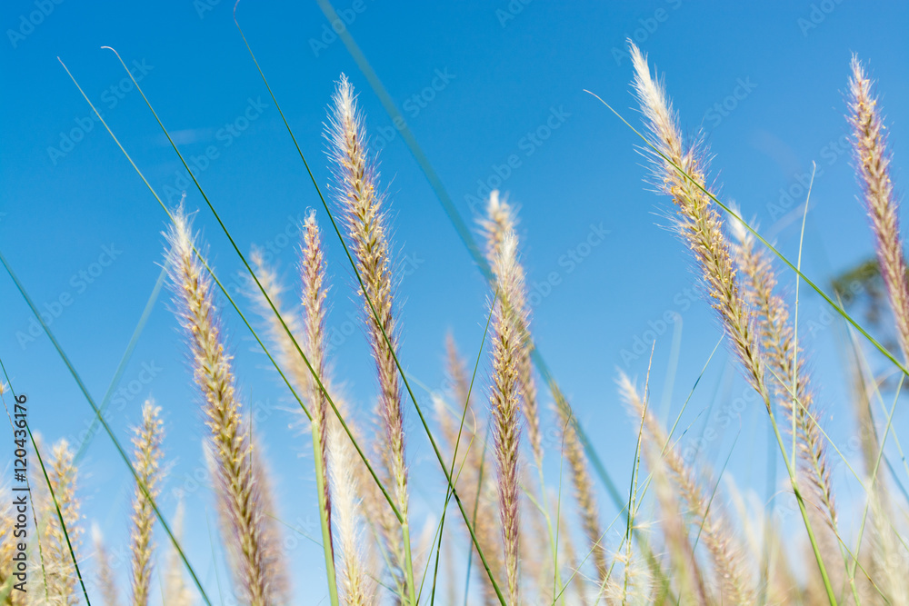 Golden grass flower with blue sky Golden grass flower with blue sky