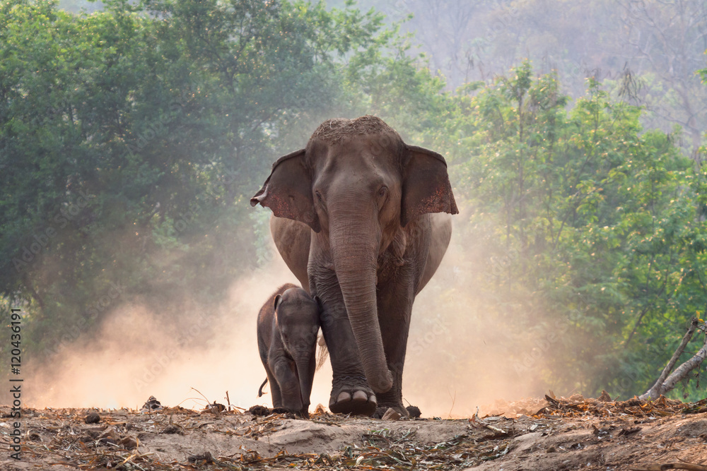 Naklejka premium Matka i słoniątko spacerują razem