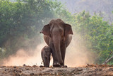 Mother and baby elephant walk together