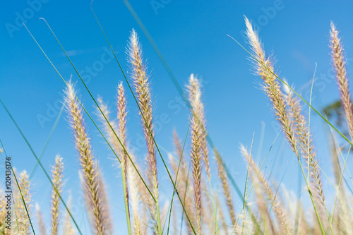 Golden grass flower with blue sky