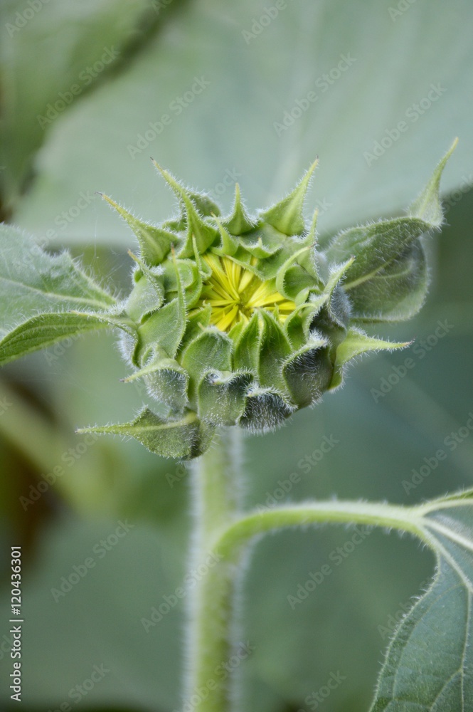 bud sunflower in nature garden bud sunflower in nature garden