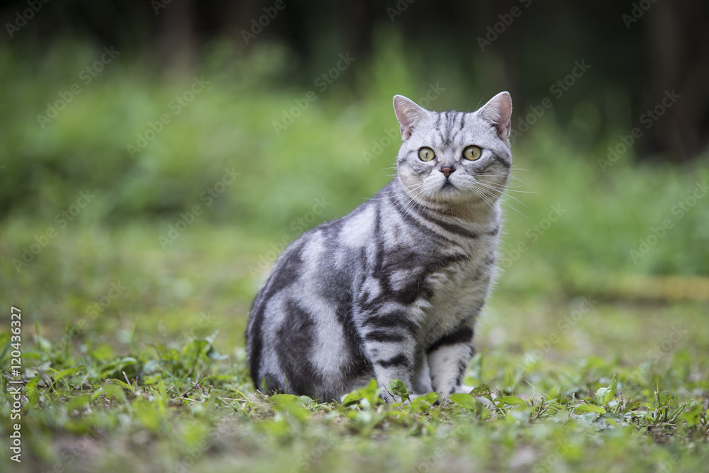 The cat lying on the grass