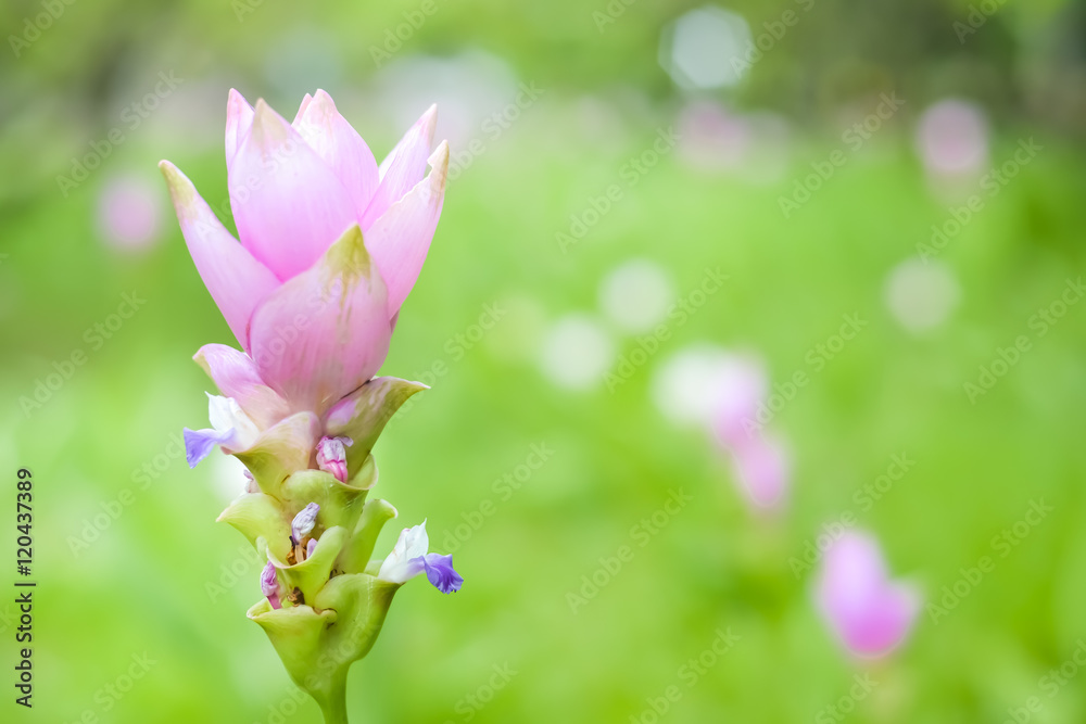 Obraz premium Siam tulips are blooming in the garden