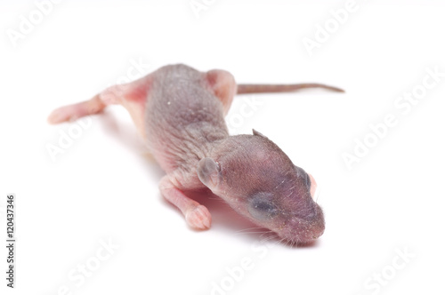 New born rat  baby rat on white background