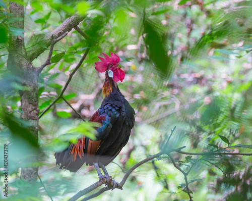 фотографія red jungle fowl or lophura diardi (bonaparte) on a tree