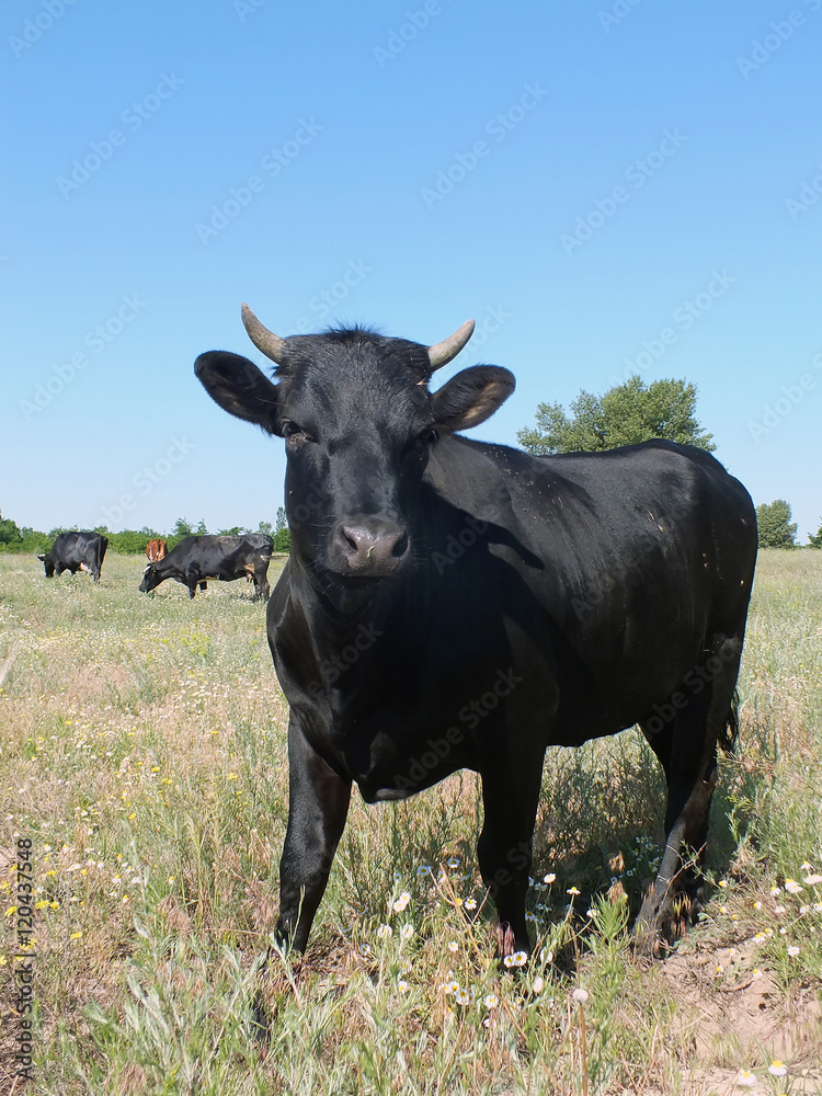 Young black cow in steppe
