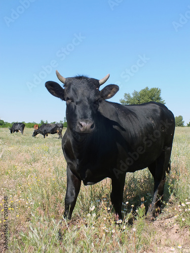 Fototapeta Naklejka Na Ścianę i Meble -  Young black cow in steppe