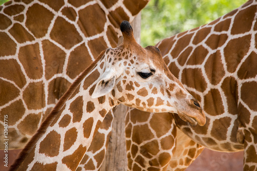 Canvas Print Giraffe