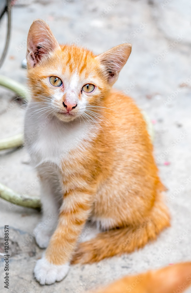 Cute brown kitten sit on concrete floor Cute brown kitten sit on concrete floor