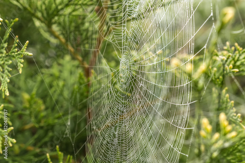 Fine cobweb between the bushes
