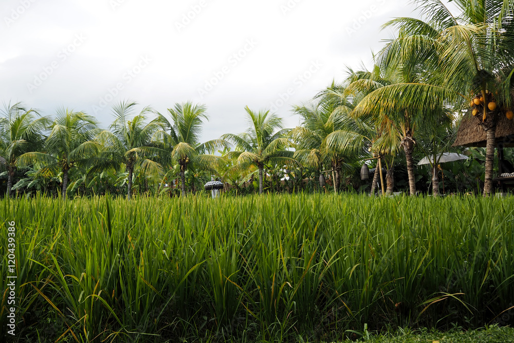 custom made wallpaper toronto digitalrice field