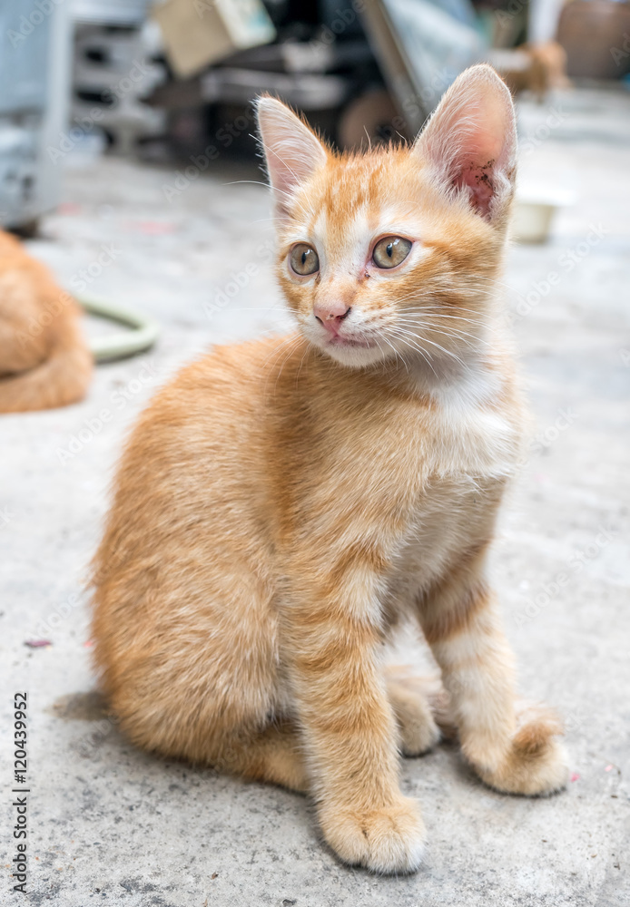 Cute brown kitten sit on concrete floor Cute brown kitten sit on concrete floor