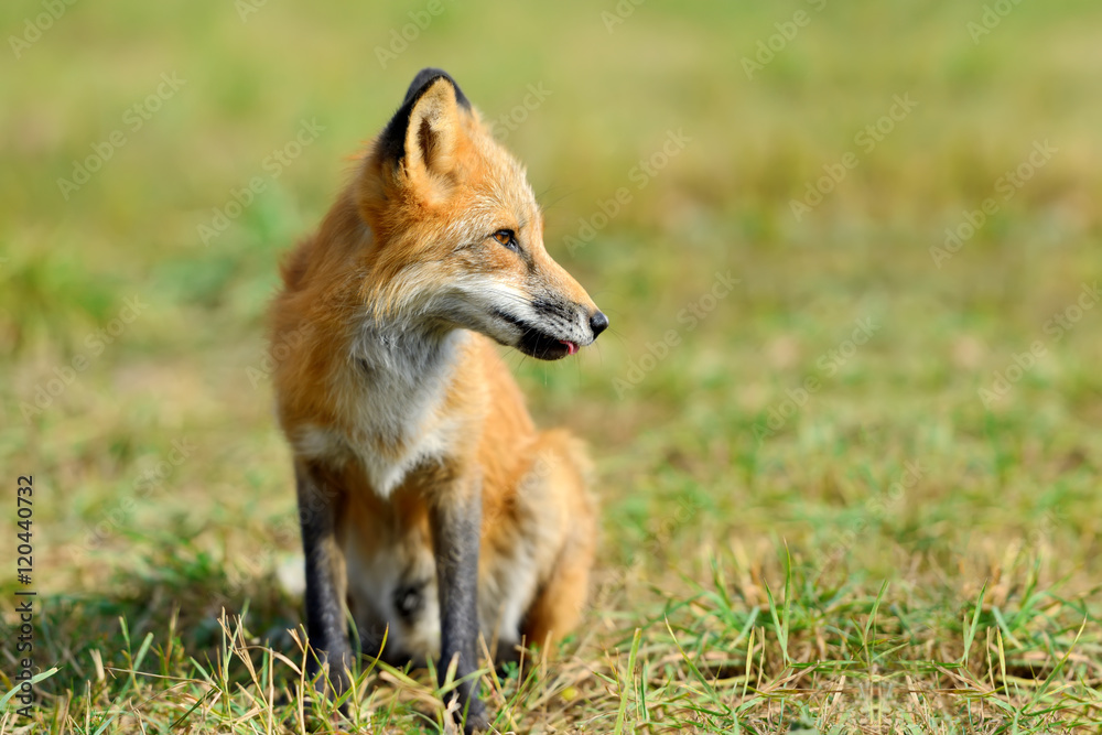 Red fox in nature Red fox in nature