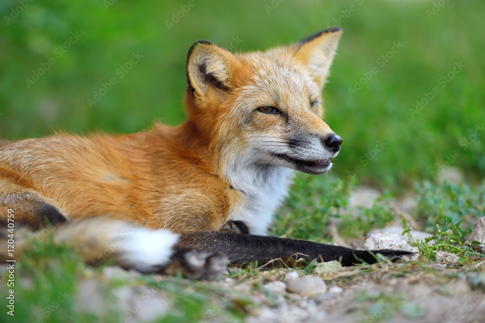 Portrait red fox in nature