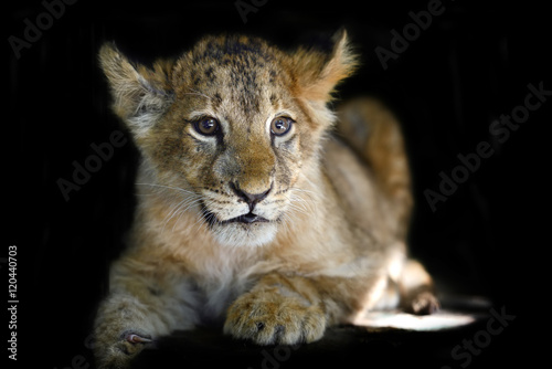 Fototapeta Naklejka Na Ścianę i Meble -  Little lion cub on black background