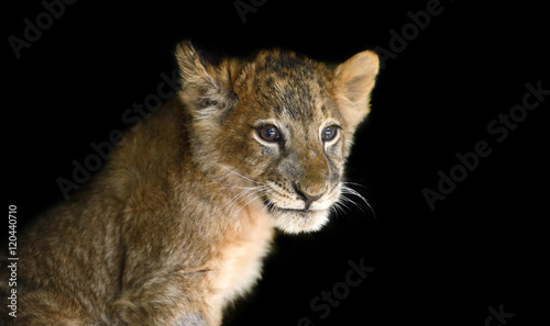 Little lion cub on black background © byrdyak