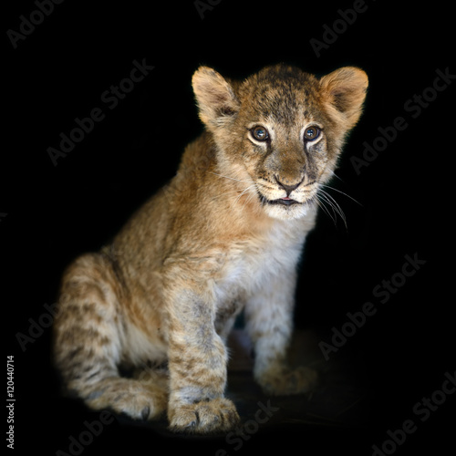 Little lion cub on black background