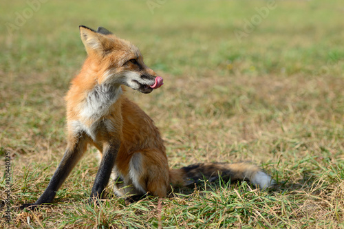 Red fox in nature