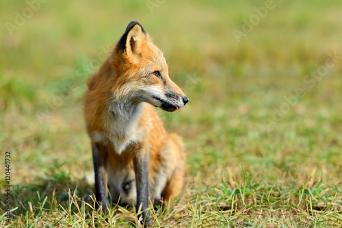 Red fox in nature © byrdyak