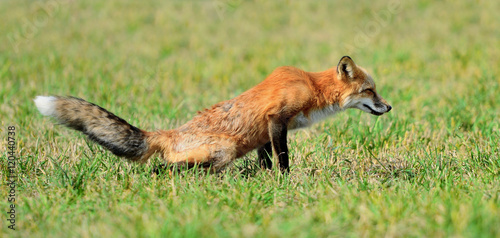 Red fox in nature