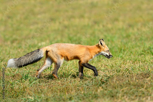 Red fox in nature