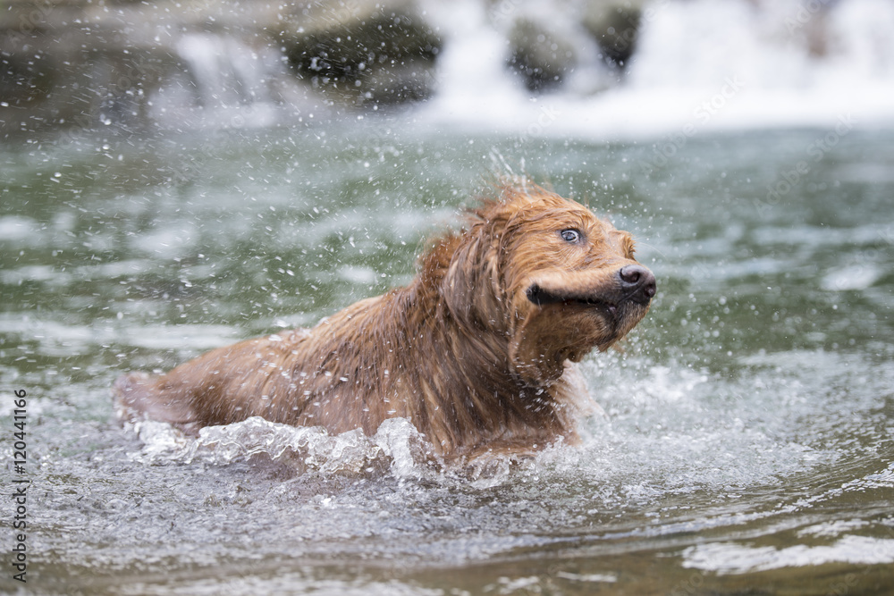 Golden retriever swimming in the river Golden retriever swimming in the river
