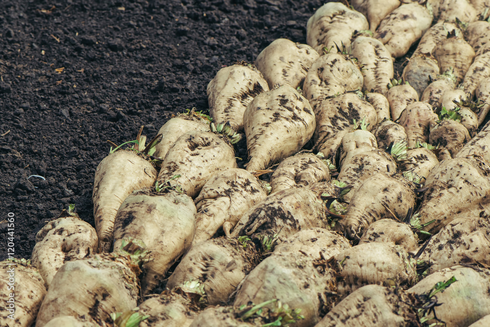 Harvested sugar beet crop root pile on the ground Harvested sugar beet crop root pile on the ground