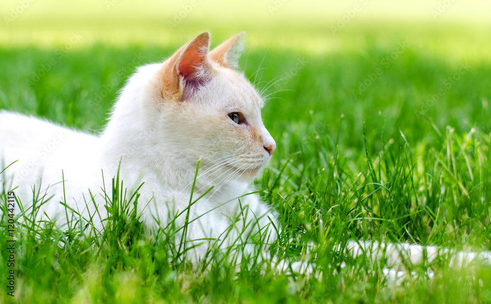 White cat lying on green grass