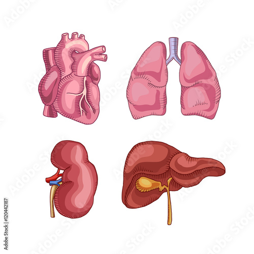 human organs. heart, liver, kidneys, lungs. © vextok