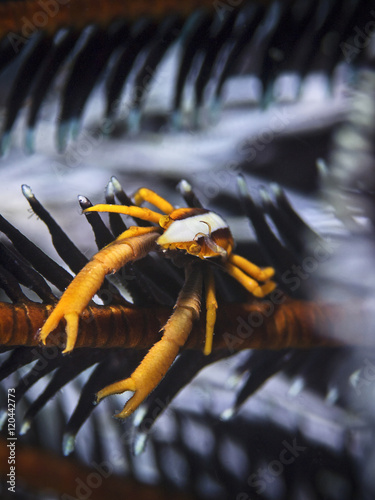 Baba's Squat Lobster, Babas Federstern-Springkrebs (Allogalathea babai) photo